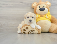 8 week old Maltipoo Puppy For Sale - Windy City Pups