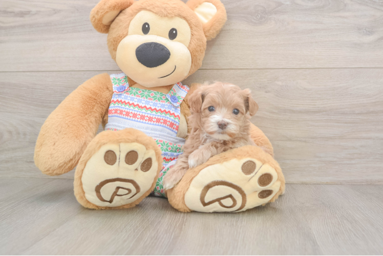 Best Maltipoo Baby