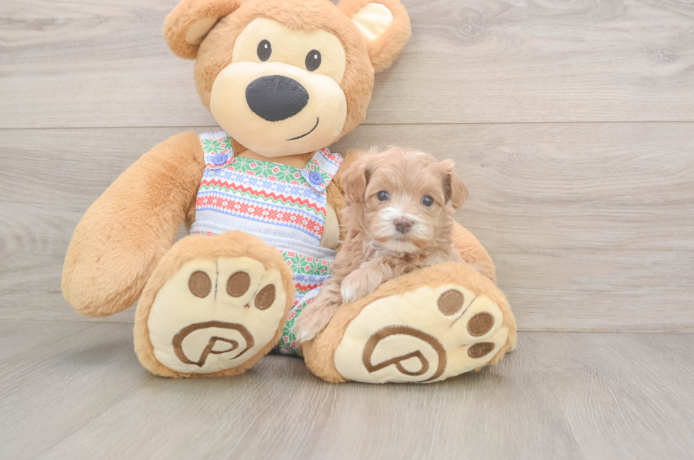 5 week old Maltipoo Puppy For Sale - Windy City Pups