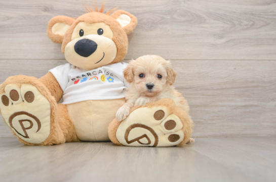 Petite Maltipoo Poodle Mix Pup