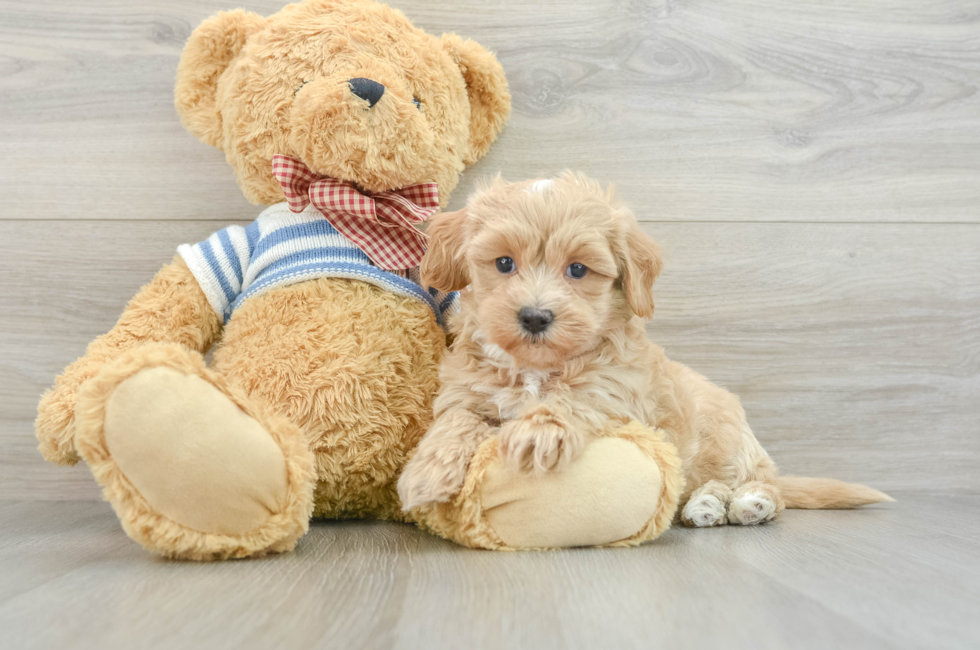 8 week old Maltipoo Puppy For Sale - Windy City Pups