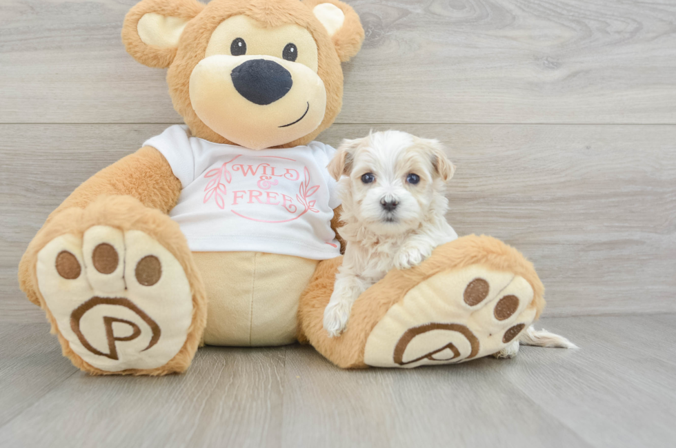 5 week old Maltipoo Puppy For Sale - Windy City Pups