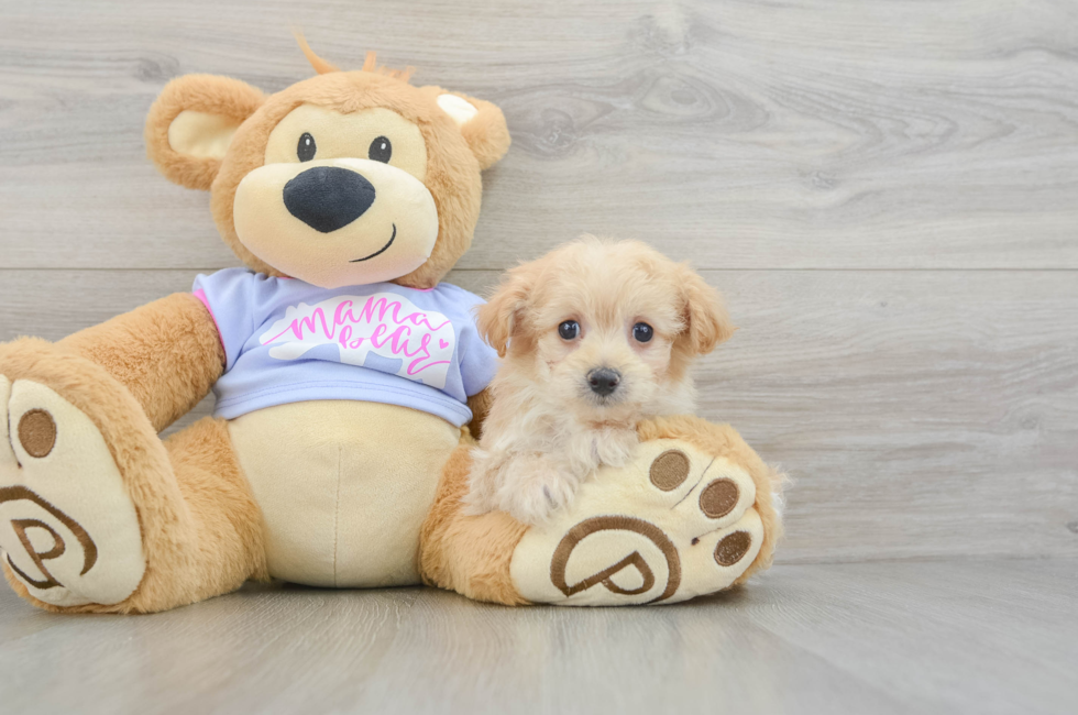 7 week old Maltipoo Puppy For Sale - Windy City Pups