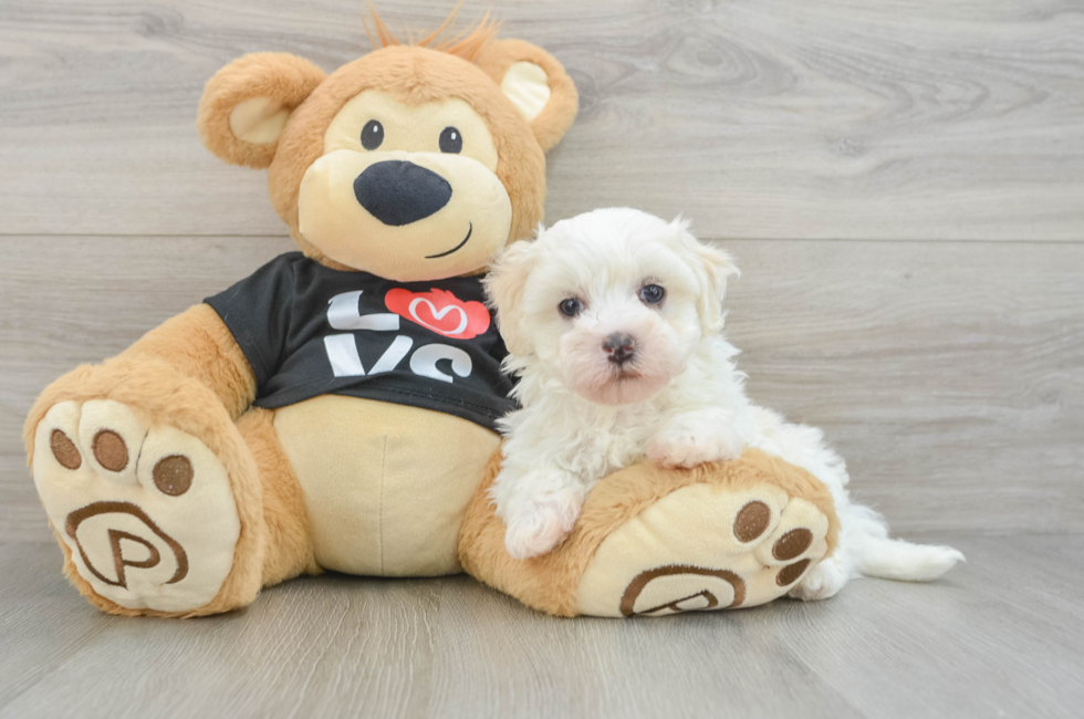 7 week old Maltipoo Puppy For Sale - Windy City Pups