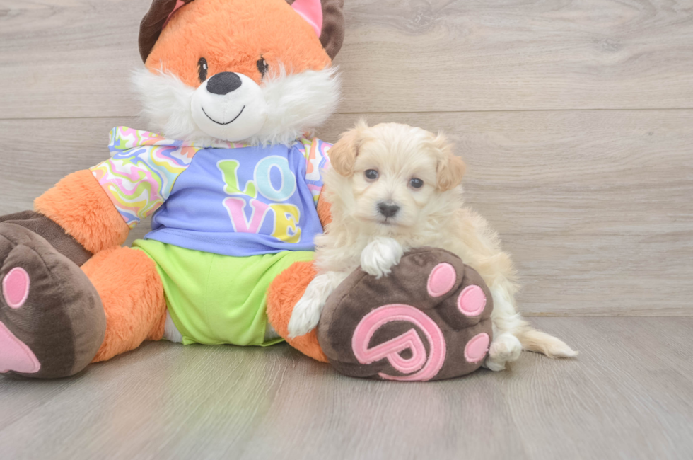 6 week old Maltipoo Puppy For Sale - Windy City Pups