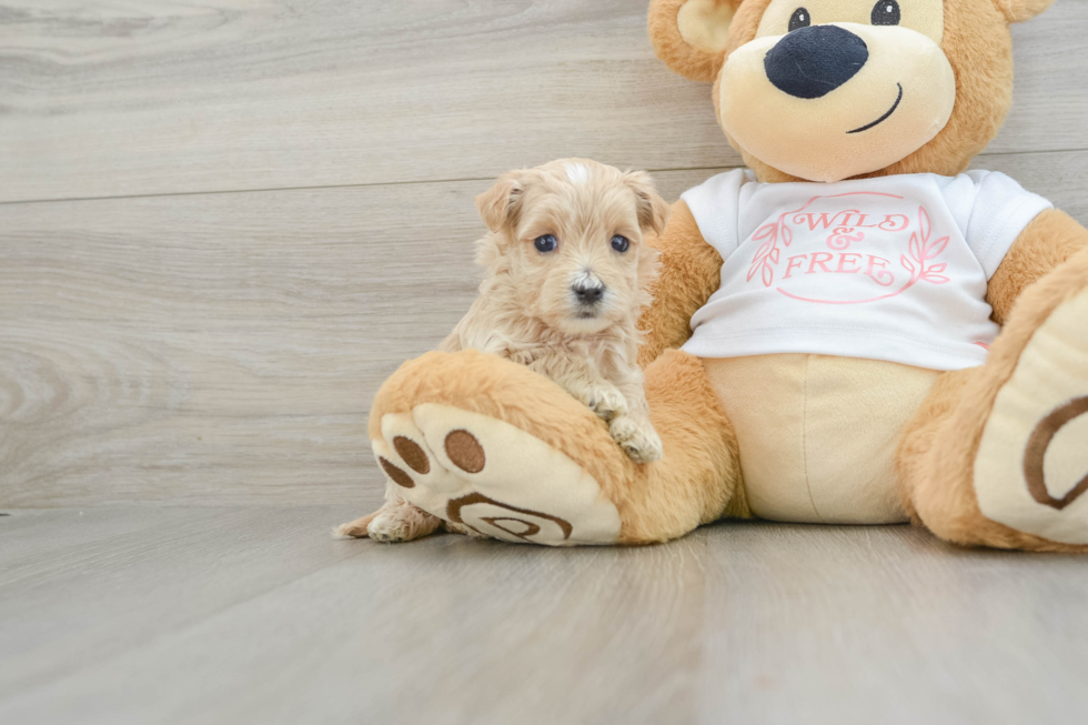 Happy Maltipoo Baby