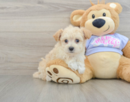 7 week old Maltipoo Puppy For Sale - Windy City Pups