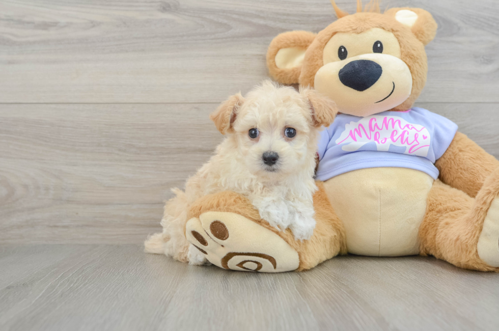 7 week old Maltipoo Puppy For Sale - Windy City Pups