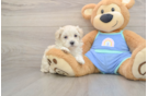 Best Maltipoo Baby