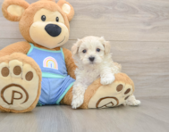 7 week old Maltipoo Puppy For Sale - Windy City Pups