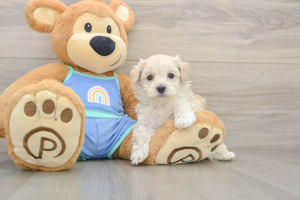 Maltipoo Pup Being Cute
