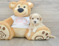 7 week old Maltipoo Puppy For Sale - Windy City Pups