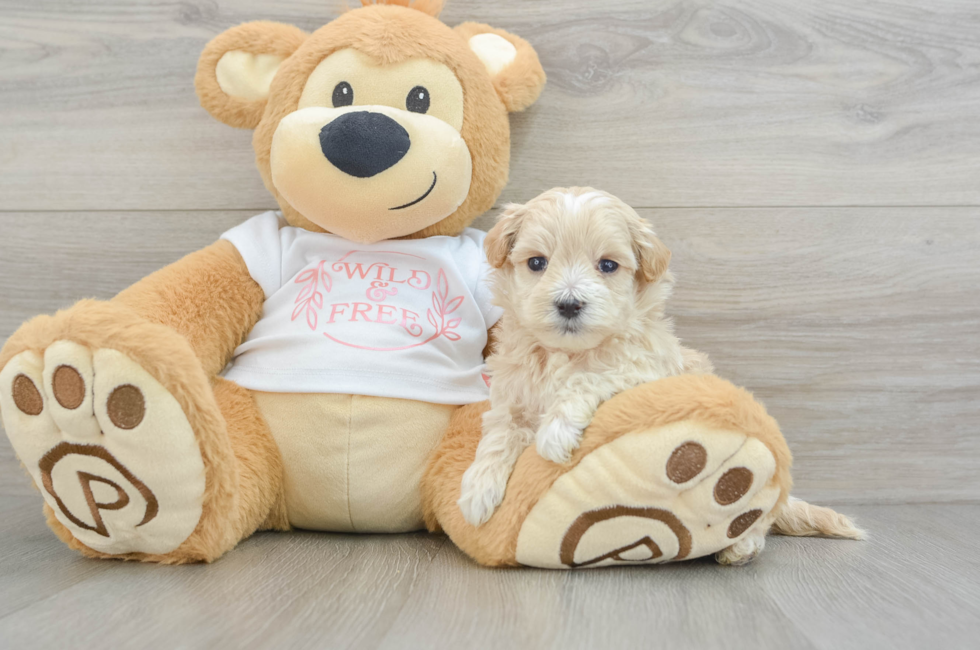 5 week old Maltipoo Puppy For Sale - Windy City Pups