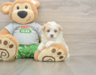 7 week old Maltipoo Puppy For Sale - Windy City Pups