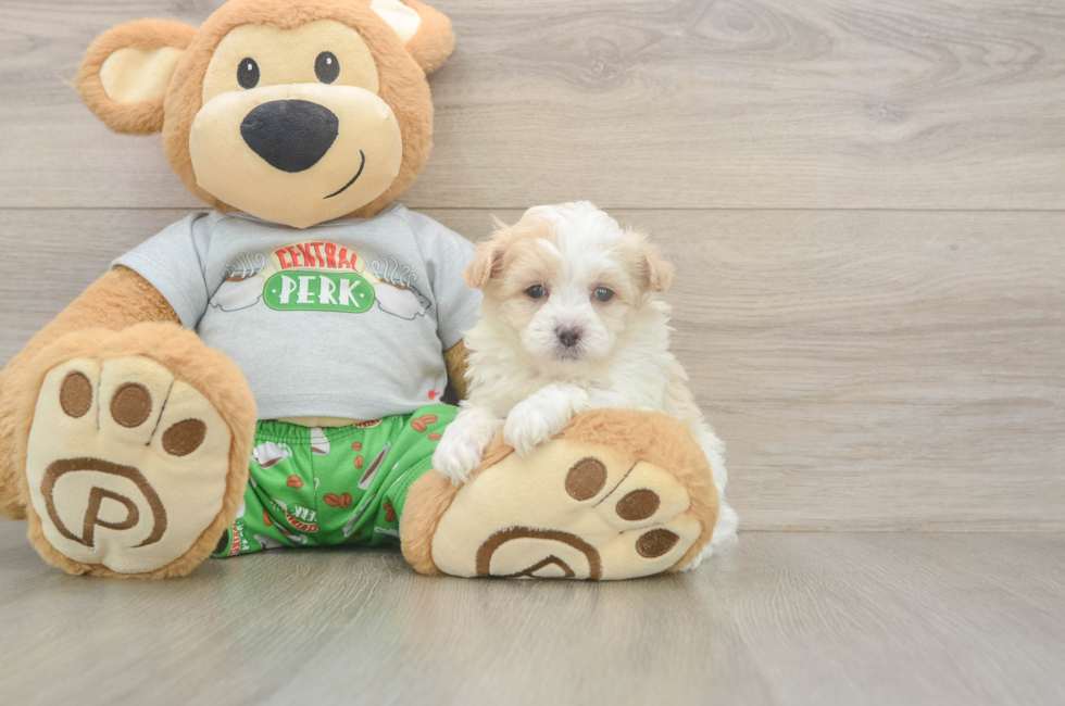 5 week old Maltipoo Puppy For Sale - Windy City Pups