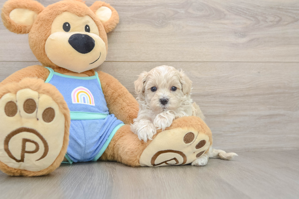 Maltipoo Puppy for Adoption