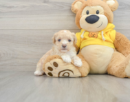 8 week old Maltipoo Puppy For Sale - Windy City Pups