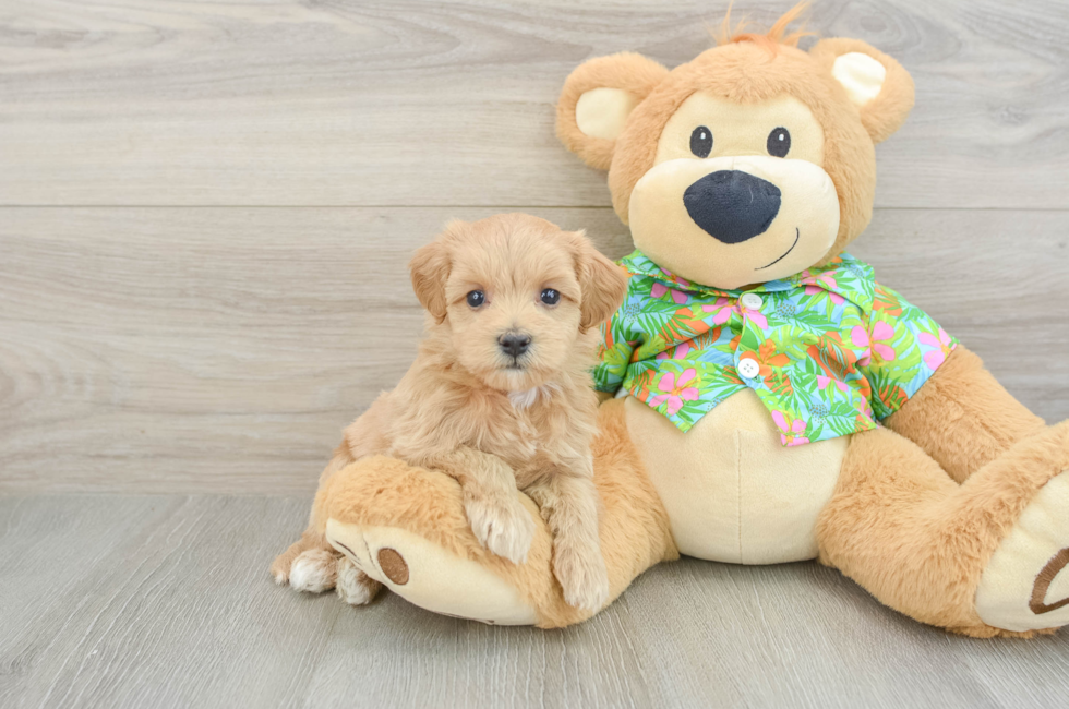 5 week old Maltipoo Puppy For Sale - Windy City Pups