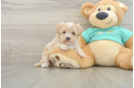 Maltipoo Puppy for Adoption