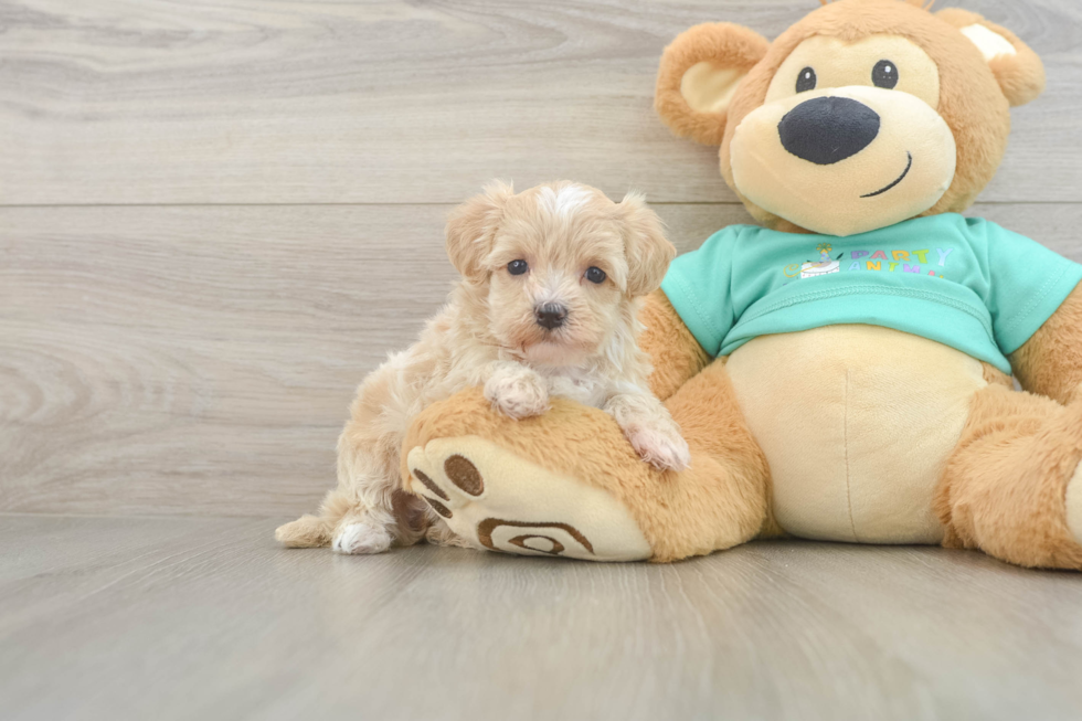 Maltipoo Puppy for Adoption