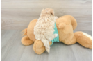 Funny Maltipoo Poodle Mix Pup