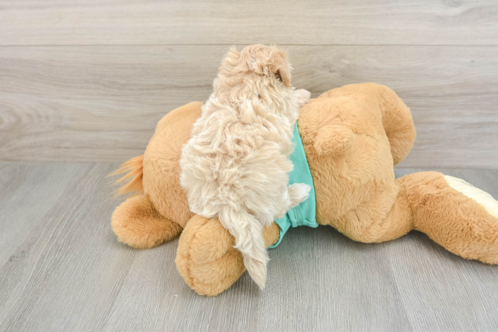 Funny Maltipoo Poodle Mix Pup