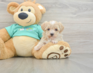 8 week old Maltipoo Puppy For Sale - Windy City Pups