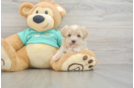 Petite Maltipoo Poodle Mix Pup