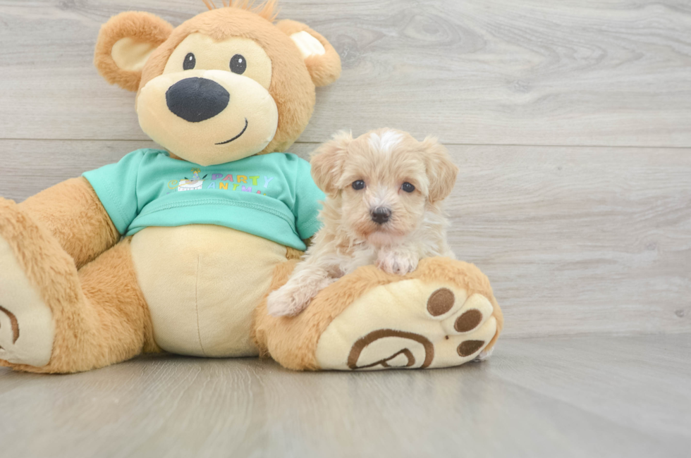 6 week old Maltipoo Puppy For Sale - Windy City Pups
