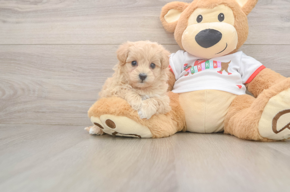 6 week old Maltipoo Puppy For Sale - Windy City Pups