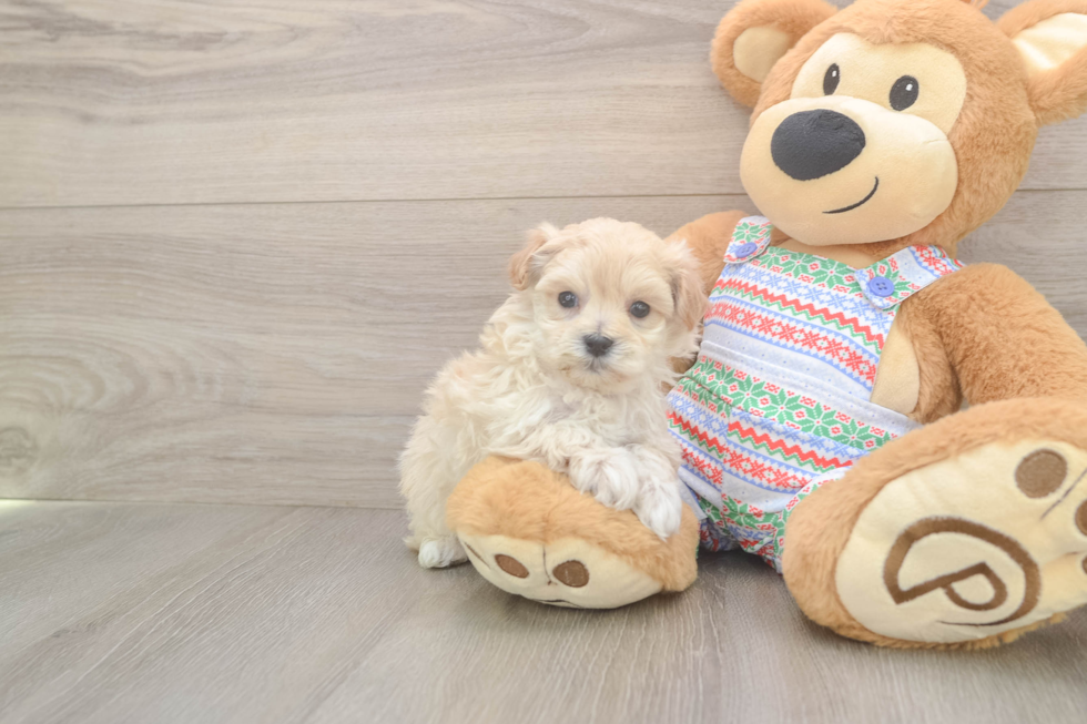 Adorable Multipoo Poodle Mix Puppy