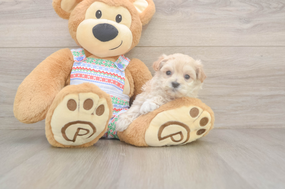Maltipoo Pup Being Cute