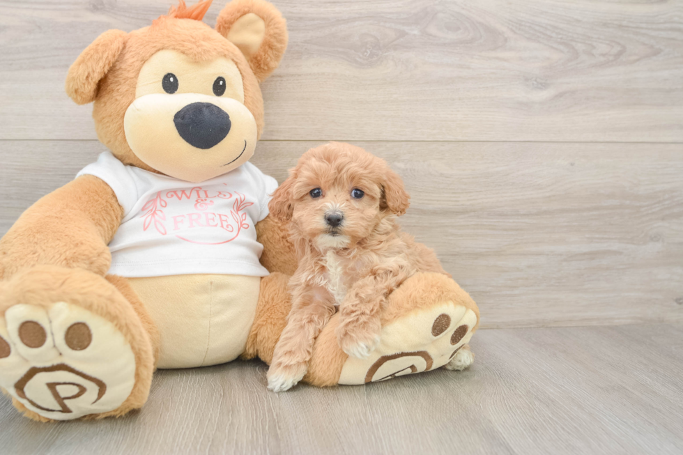 Maltipoo Pup Being Cute