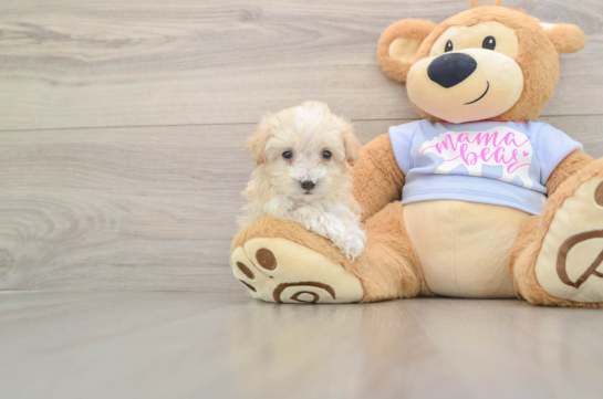 Maltipoo Puppy for Adoption