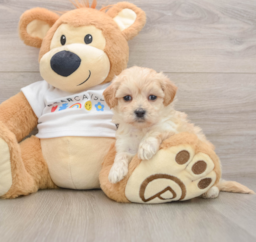 7 week old Maltipoo Puppy For Sale - Windy City Pups