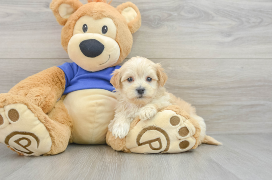 Funny Maltipoo Poodle Mix Pup