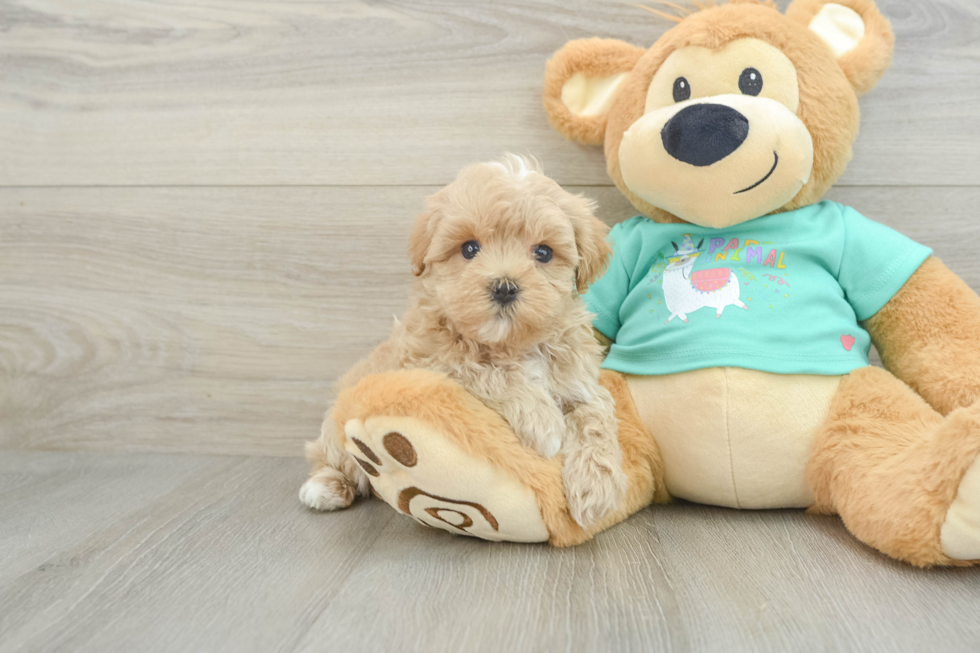 Best Maltipoo Baby