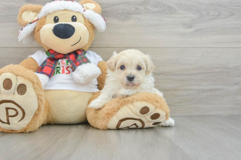 6 week old Maltipoo Puppy For Sale - Windy City Pups