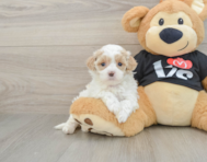 8 week old Maltipoo Puppy For Sale - Windy City Pups