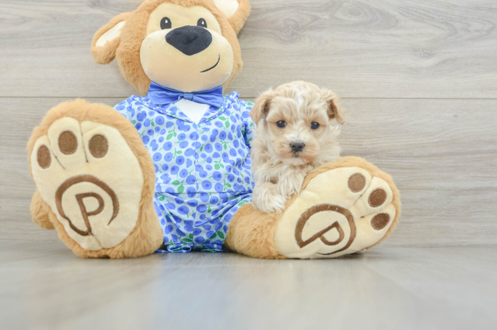 5 week old Maltipoo Puppy For Sale - Windy City Pups