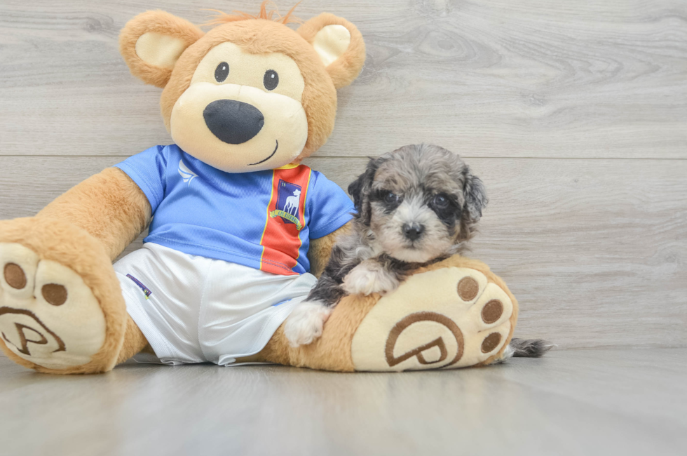 6 week old Maltipoo Puppy For Sale - Windy City Pups