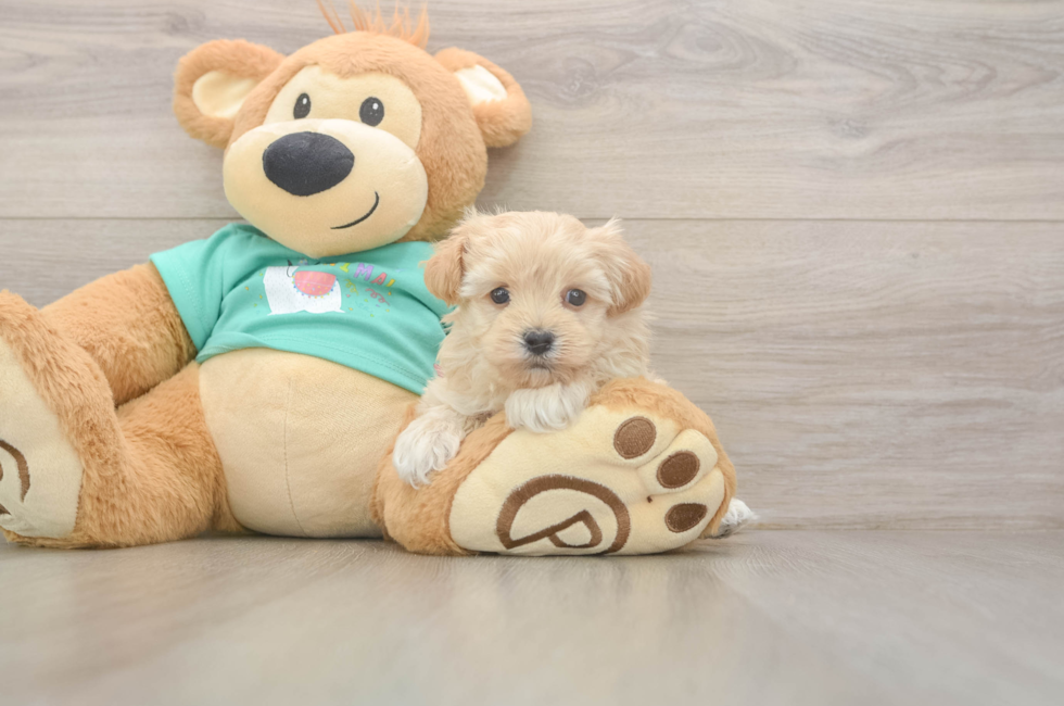 6 week old Maltipoo Puppy For Sale - Windy City Pups