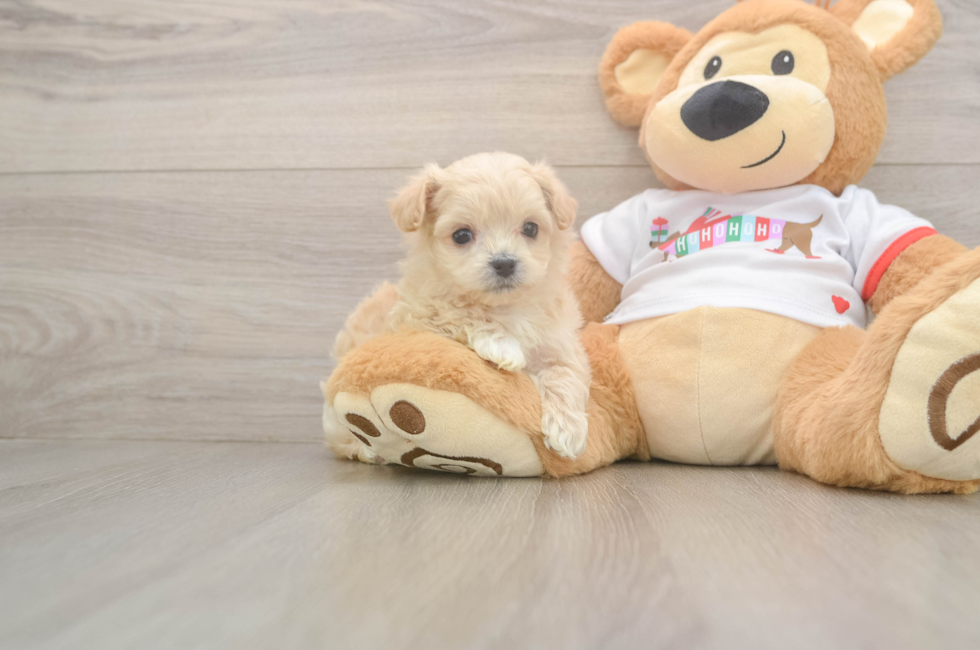 5 week old Maltipoo Puppy For Sale - Windy City Pups