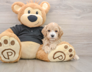 9 week old Maltipoo Puppy For Sale - Windy City Pups