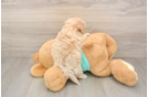 Sweet Maltipoo Baby