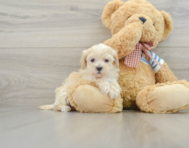 9 week old Maltipoo Puppy For Sale - Windy City Pups