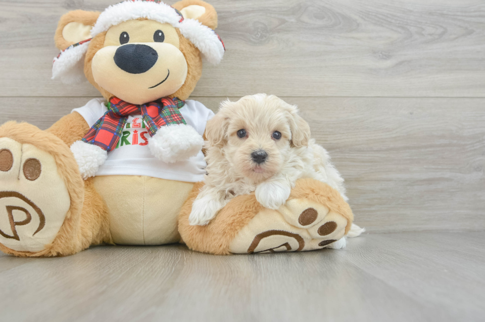 6 week old Maltipoo Puppy For Sale - Windy City Pups