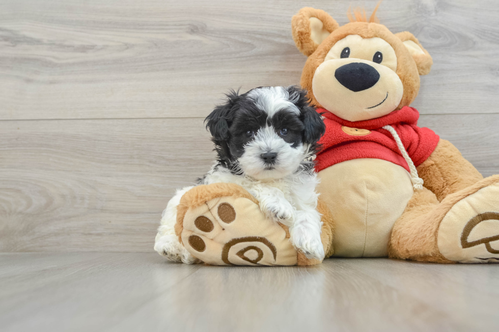 Maltipoo Puppy for Adoption