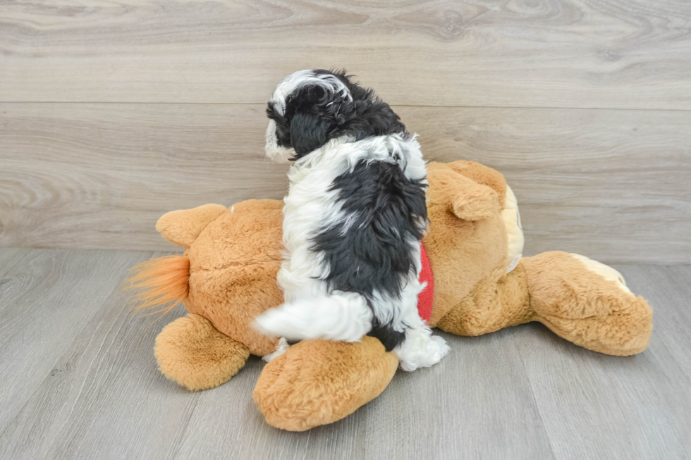 Maltipoo Puppy for Adoption