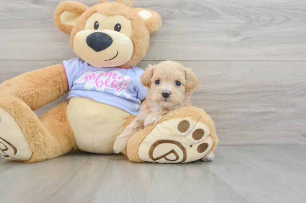 7 week old Maltipoo Puppy For Sale - Windy City Pups